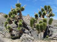 Mojave reserve (30).JPG